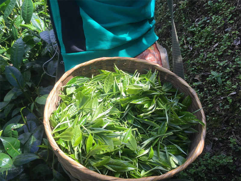 Organic Yunnan